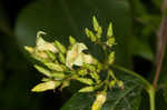 Climbing dogbane